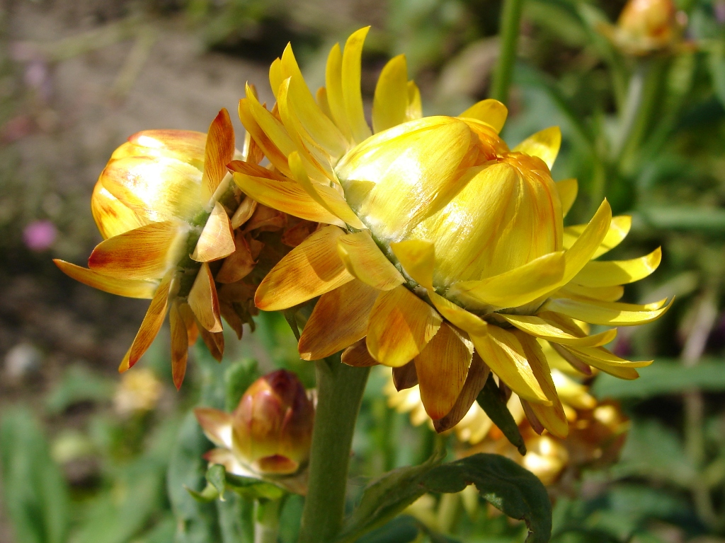 Helichrysum Bracteatum